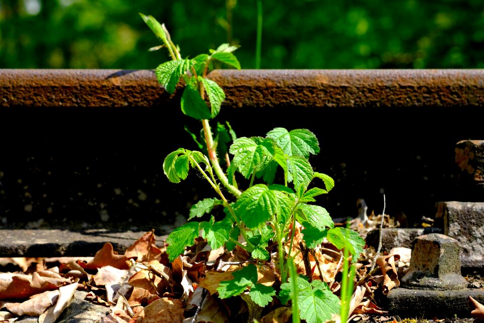 Nature spring abandoned