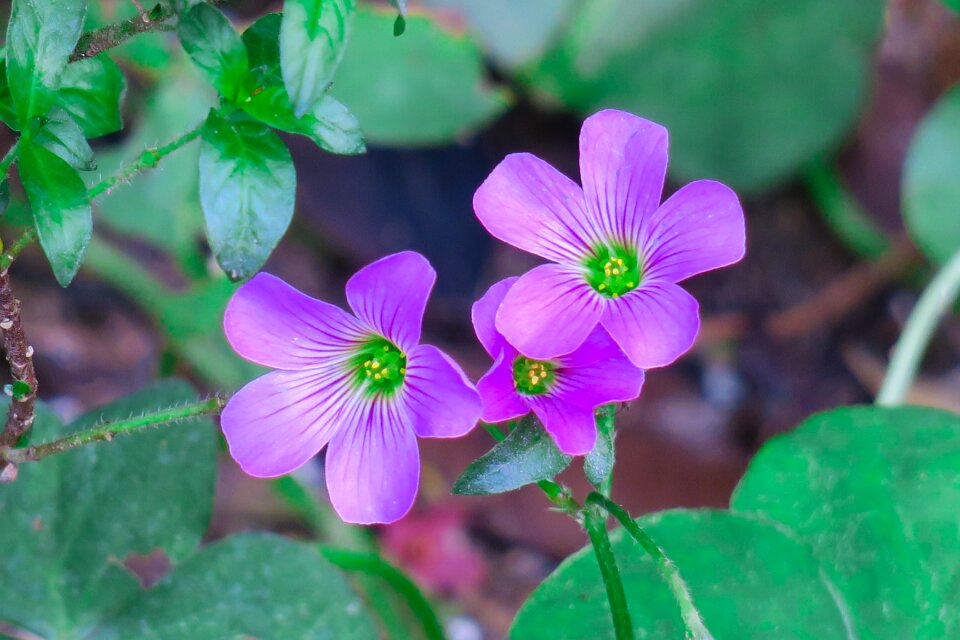 Wild flowers wild nature