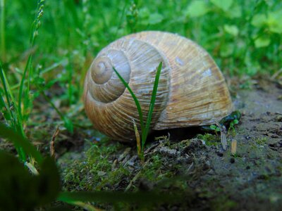 Voltaic exoskeleton imbedded slow garden photo