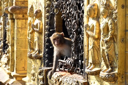 Portrait of monkey animal äffchen