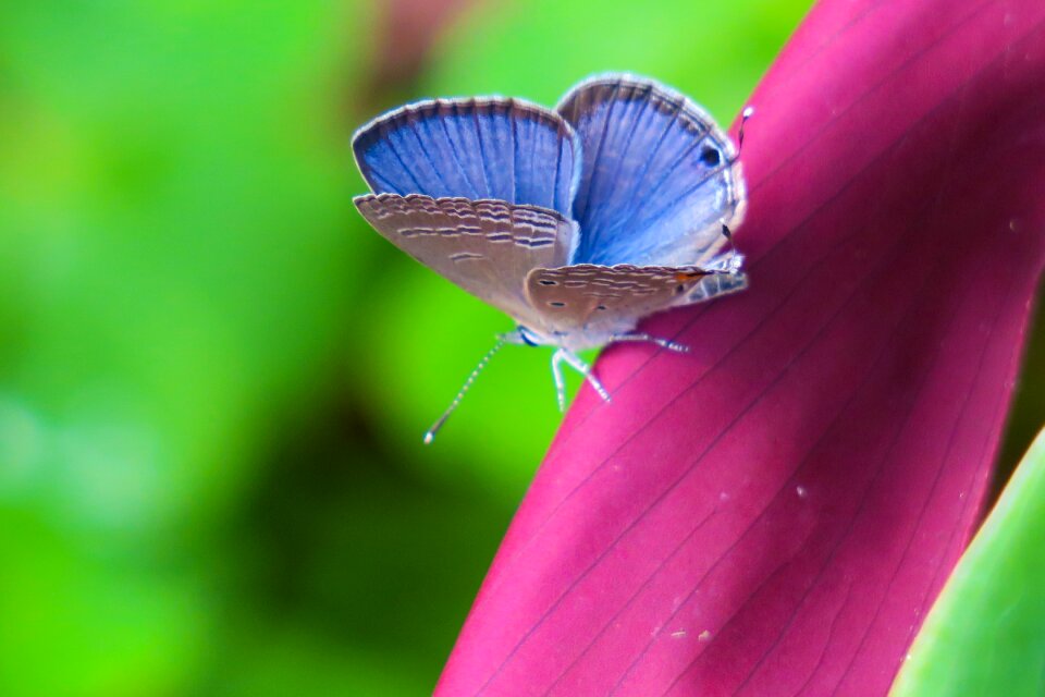 Outdoor summer curved lines purple gray butterfly