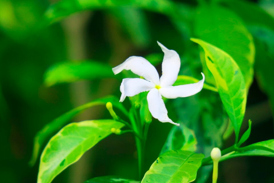 Plant summer flower