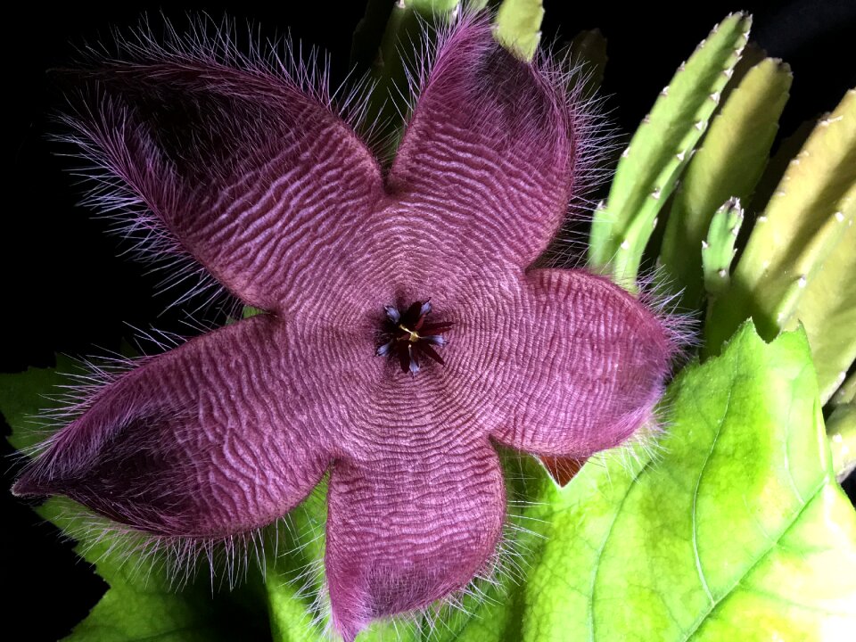 Flower flowering plant
