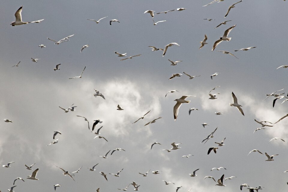 Flight outdoors sky