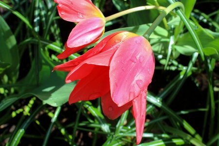 Red garden spring photo