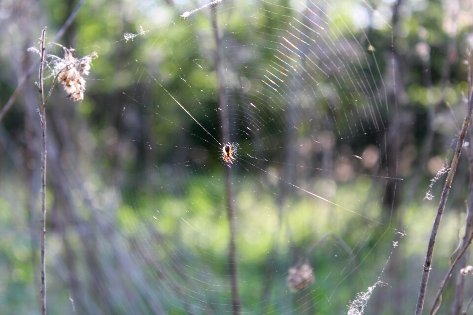 The environment leaf spider