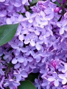 Floral leaf lilac photo