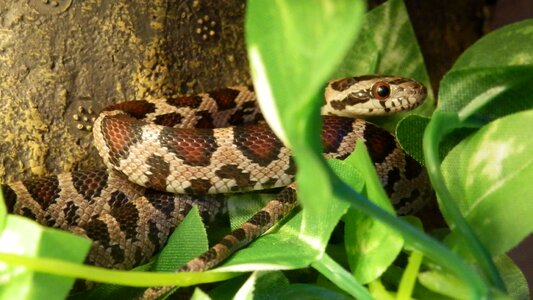 Nature green snake
