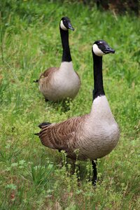 Nature animal spring