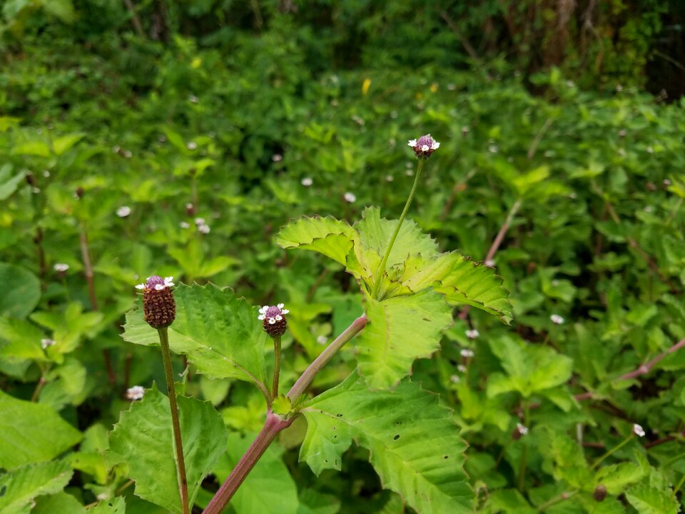 Outdoors summer flower