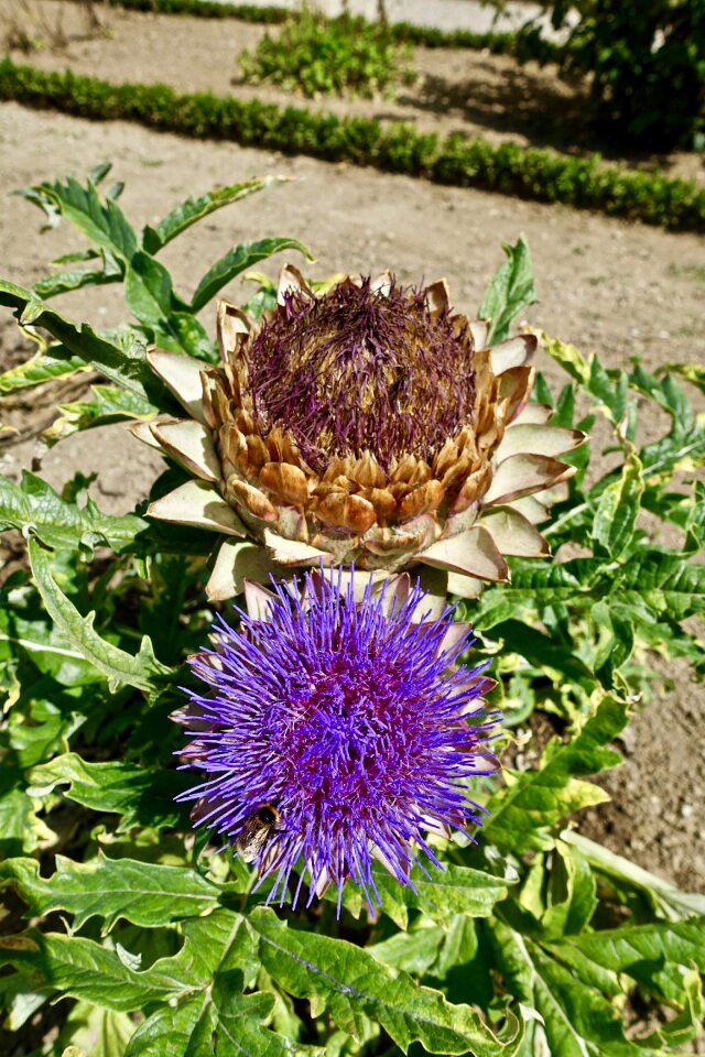 Nature garden summer