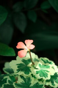 Nature branch flower