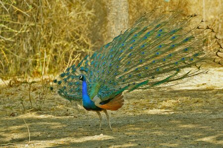 Animal wildlife beauty peacock photo