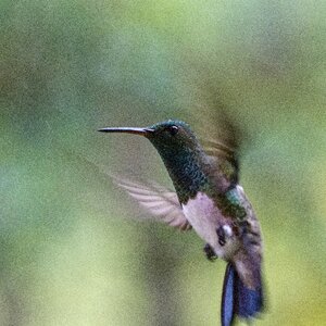 Hummingbird animal flies photo