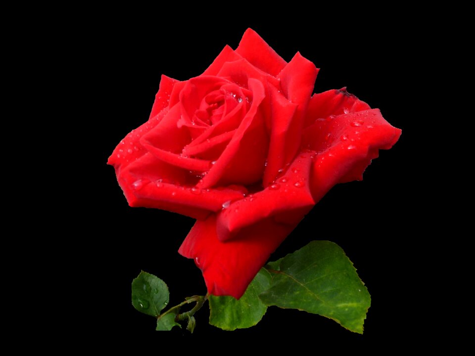 Petal plant fulfillment
