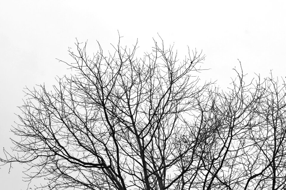 Tree pattern black-and-white