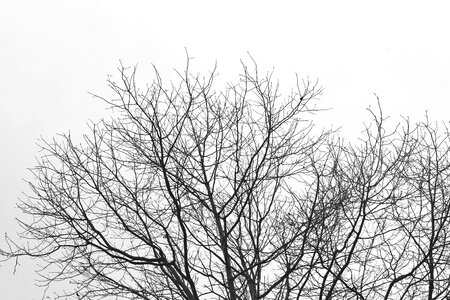 Tree pattern black-and-white photo