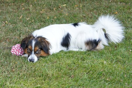 Cute dog papillon pets photo