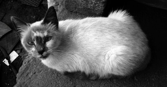 Cat fluffy small