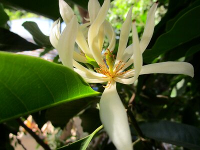 White sandalwood flower
