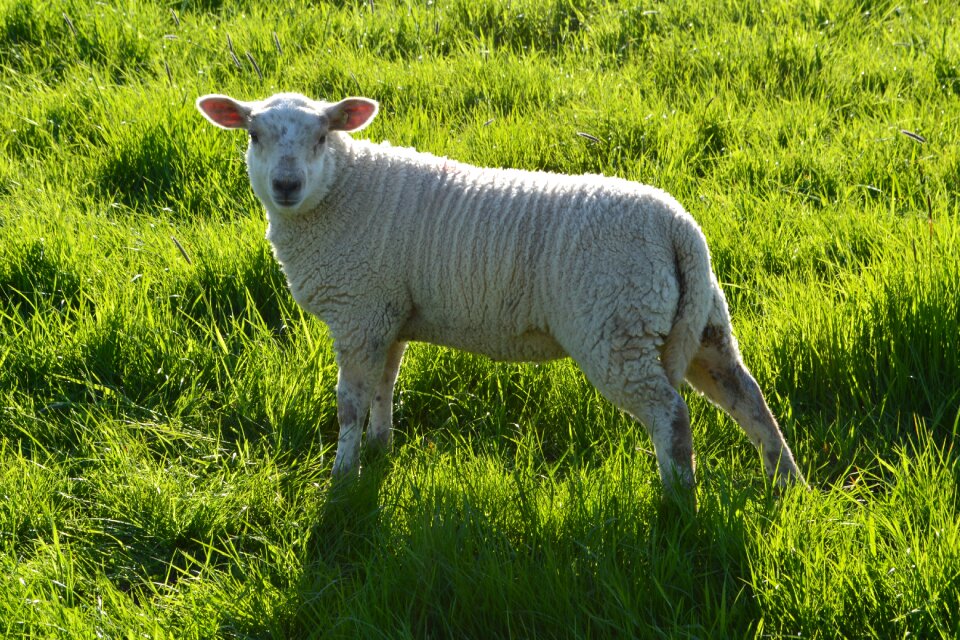 Meadow field sheep