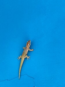 Nature lizard tropical