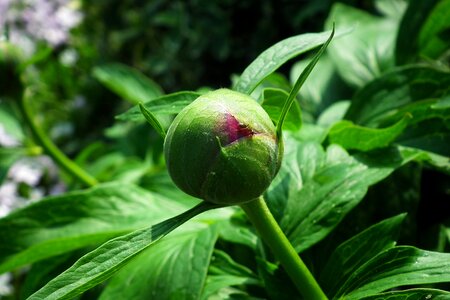 Flower peony bud photo