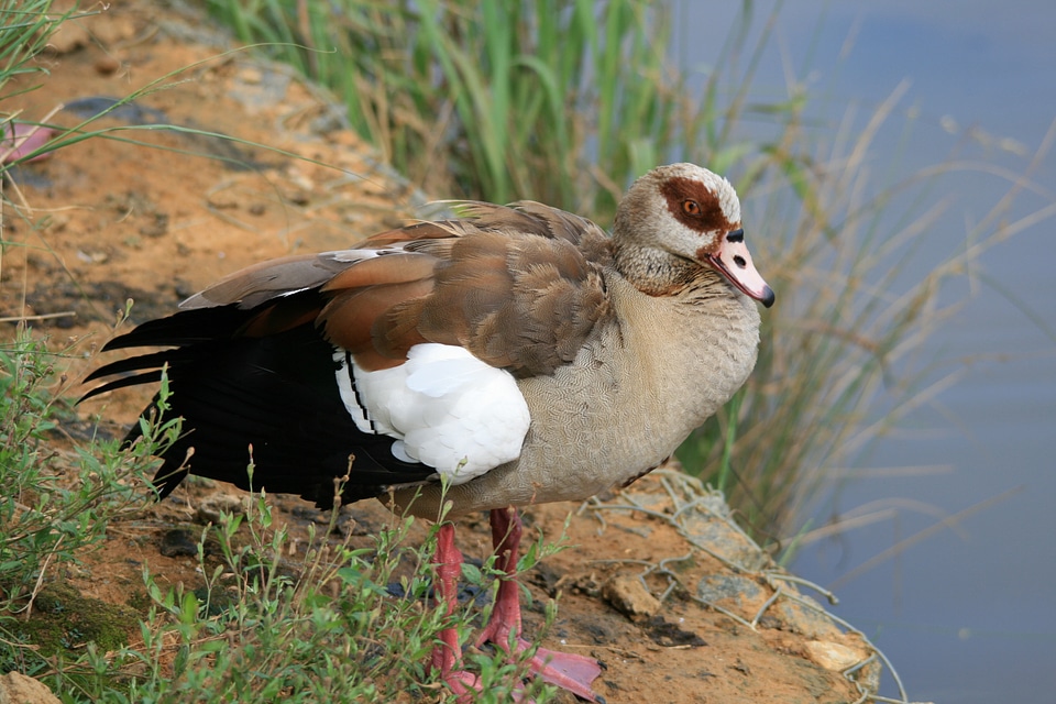 Edge of pond bird fly