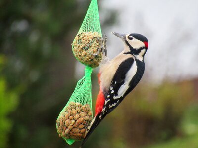 Animal wing great spotted woodpecker photo