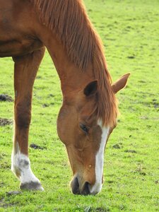 Pasture land mare lawn