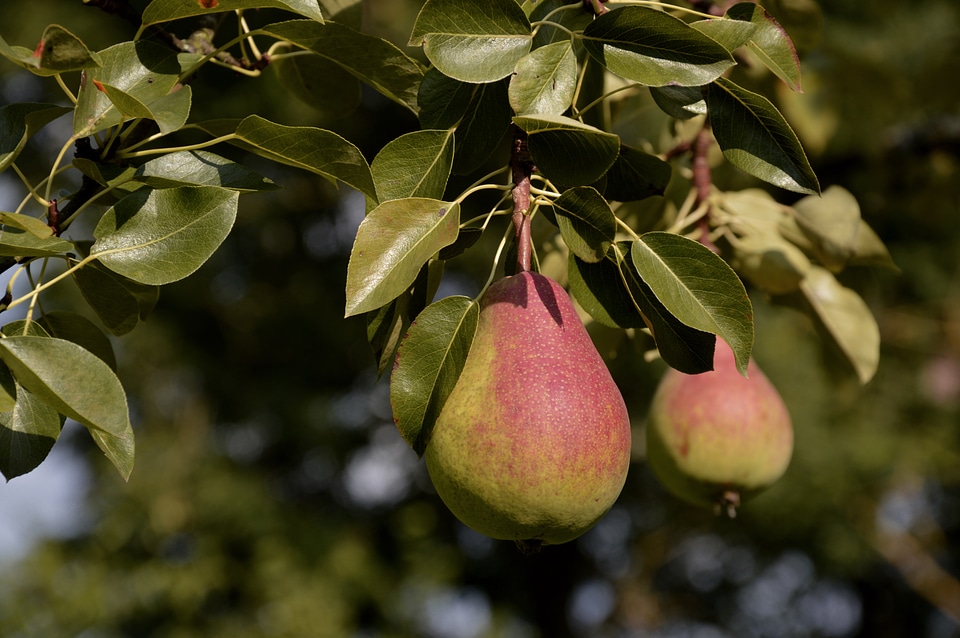 Food fruits harvest