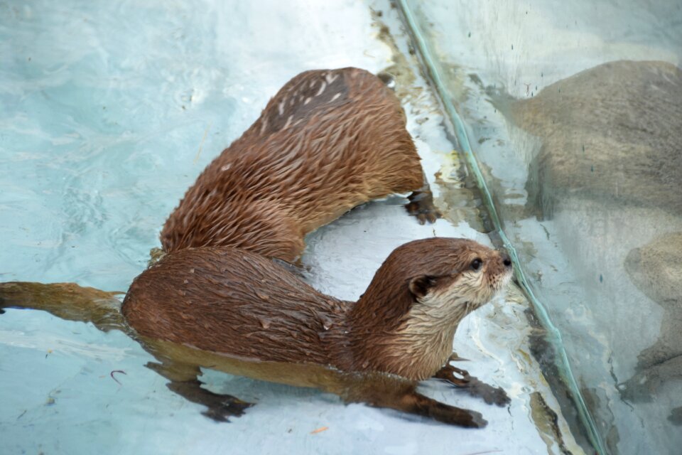 The spectator otter babies