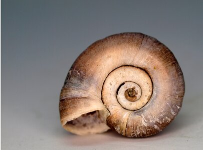 Invertebrate nature spiral photo