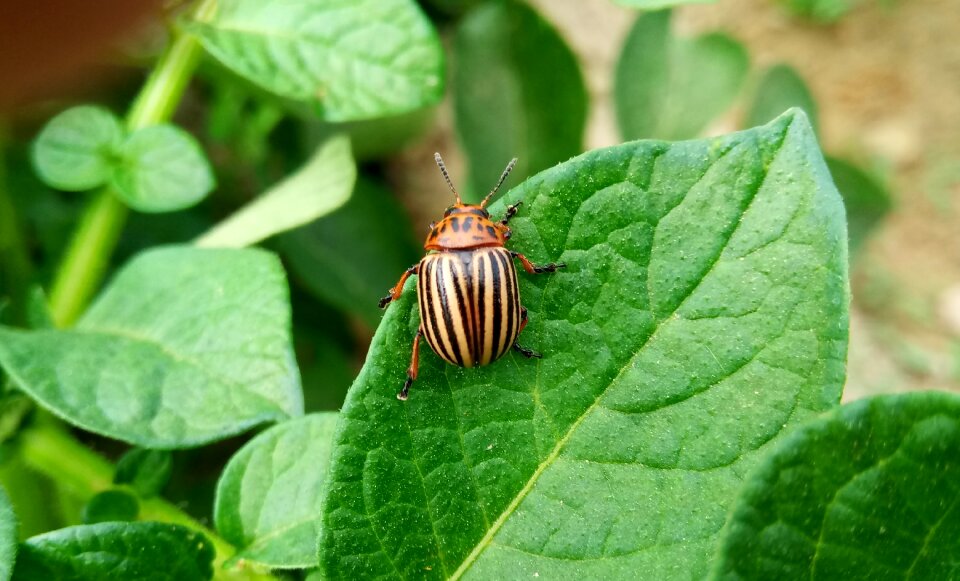 Satellite potato insect beetle