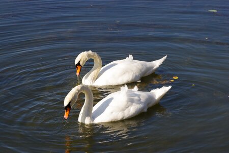 Lake nature swans