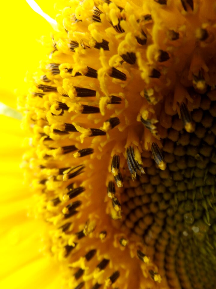 Desktop summer color