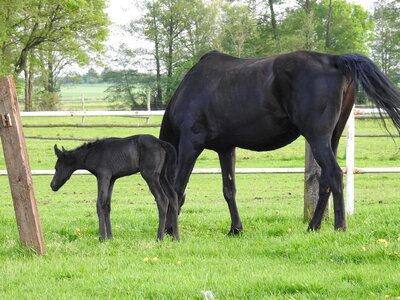 Stallion the horse mare