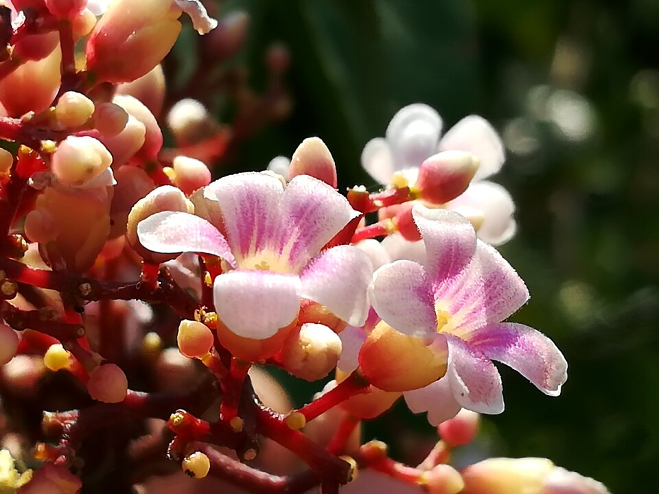 Flowers pink Free photos