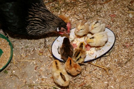 Cute chicken chicken coop photo