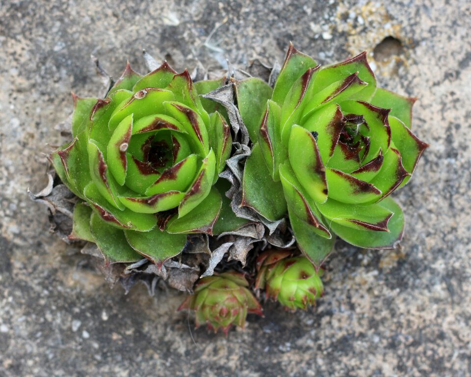 Succulent flower succulents