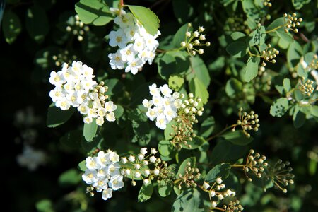 Meadowsweet white white flowers spring