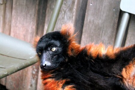 Portrait animal artis