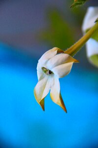 No person flower nature