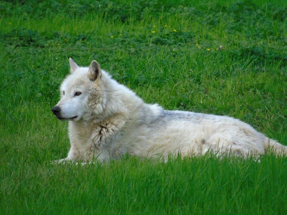 Hayfield nature wolf