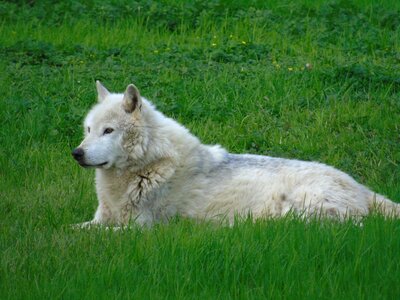 Hayfield nature wolf photo