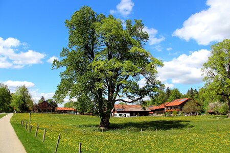 Wood summer landscape photo