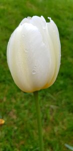 Grass summer white tulip photo