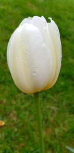 Grass summer white tulip