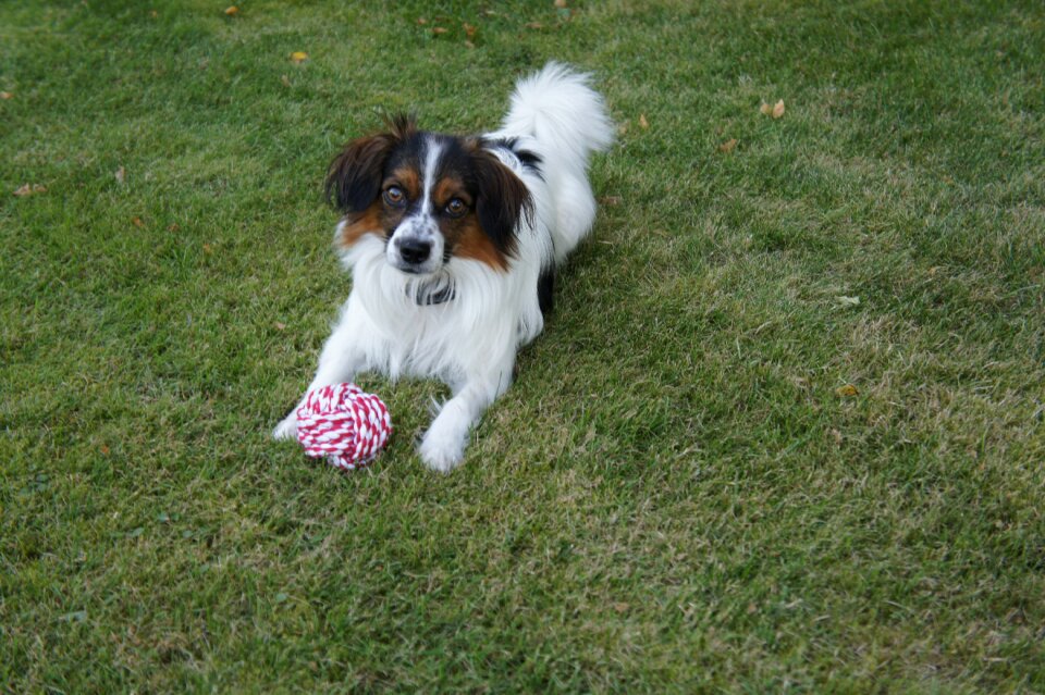 Papillon playful cute dog