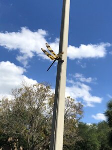 Sky dragonfly